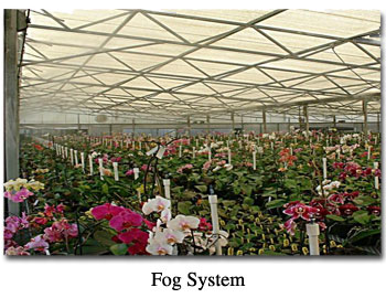 Fog System